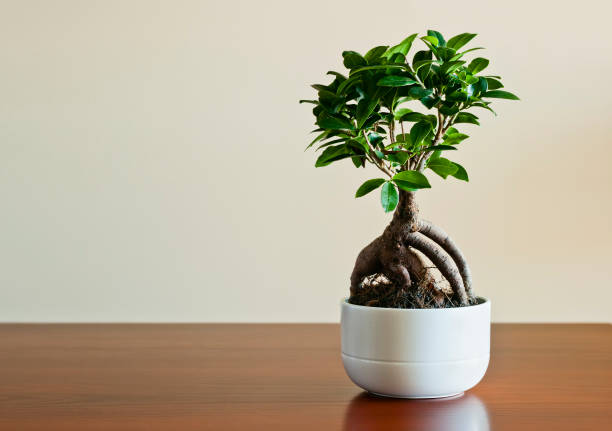 Bonsai