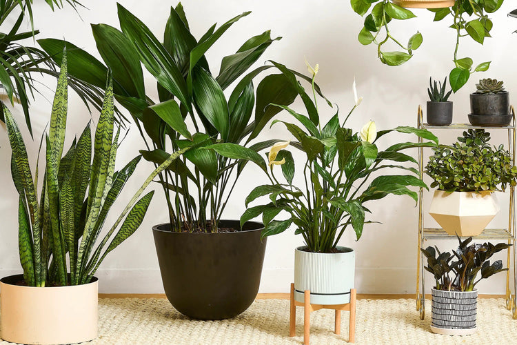 Air purifier plants