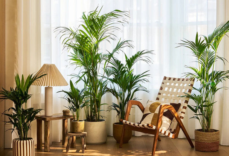 Big plants