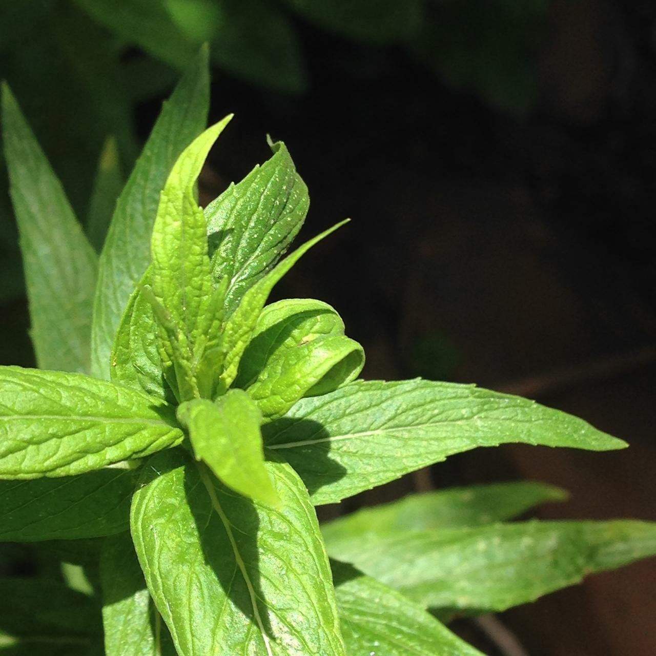 Wild mint (Strong flavor)