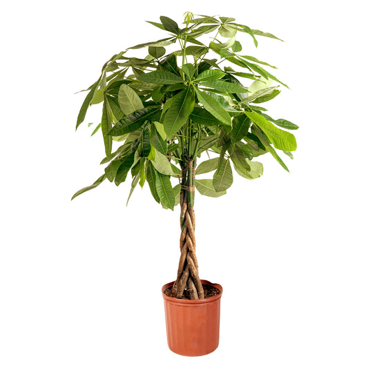 Money tree