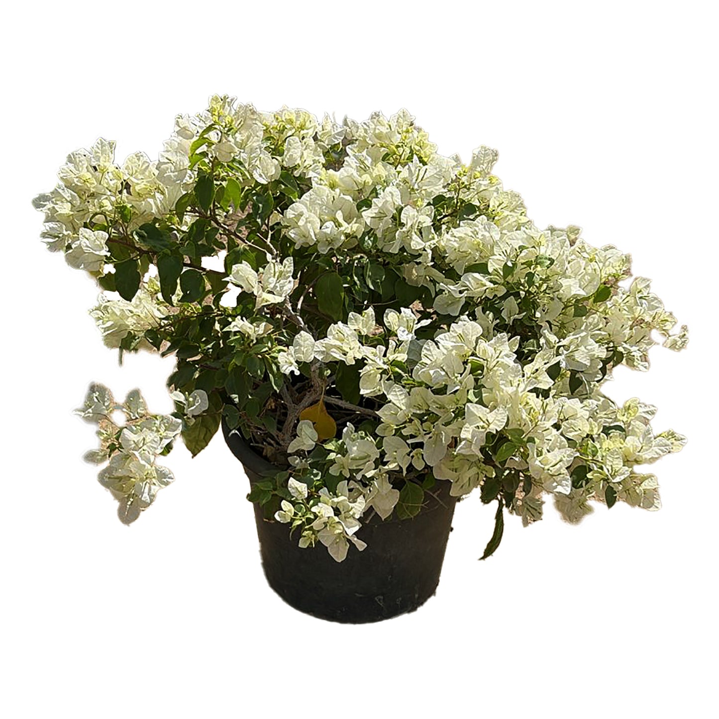 Bougainvillea