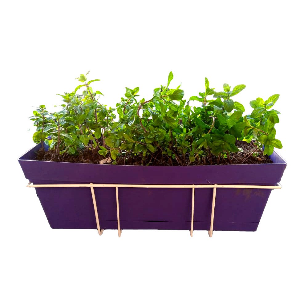 Egyptian Mint