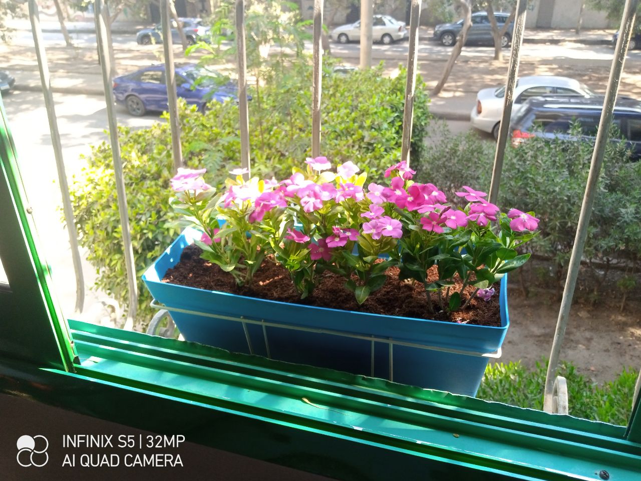Vinca