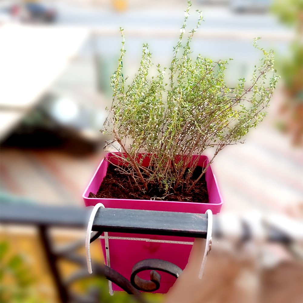 Thyme