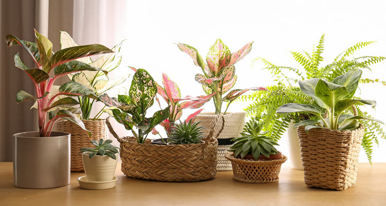 Rare plants