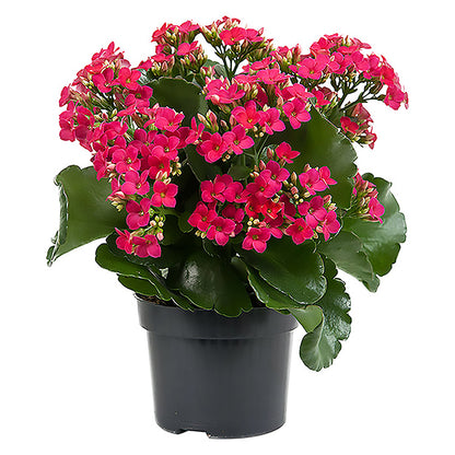 Kalanchoe