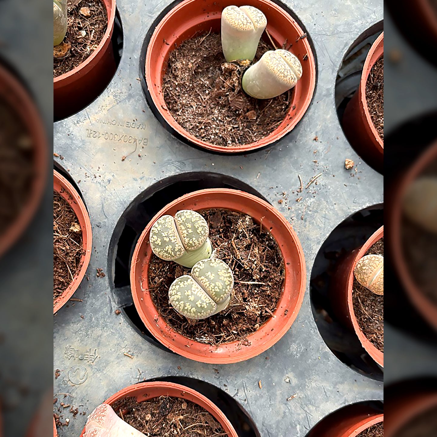 Lithops
