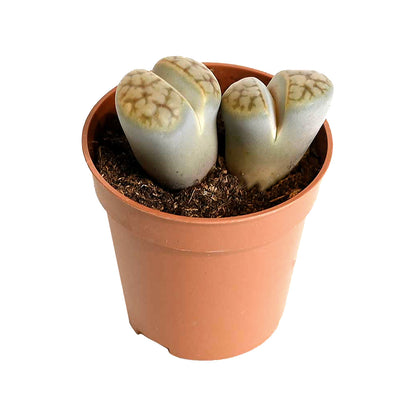 Lithops