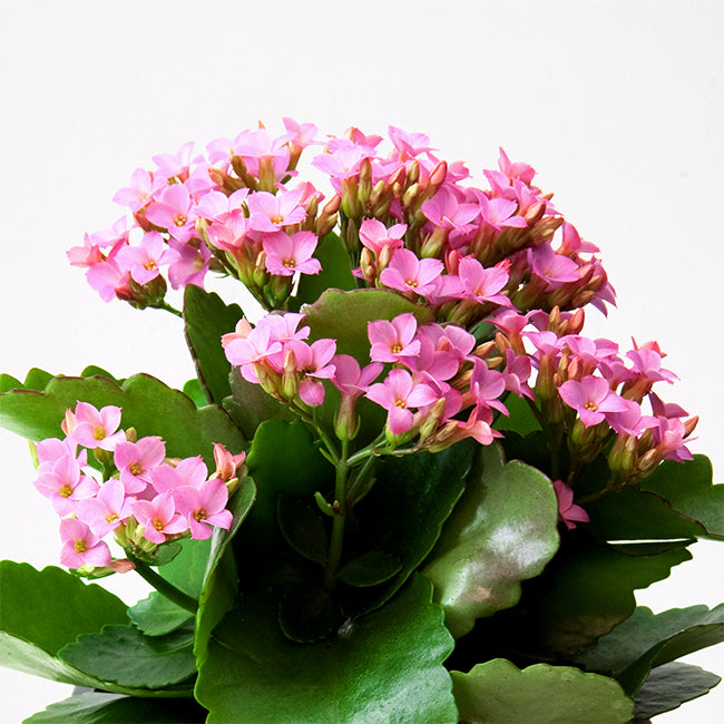 Kalanchoe