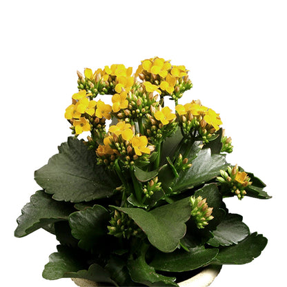 Kalanchoe