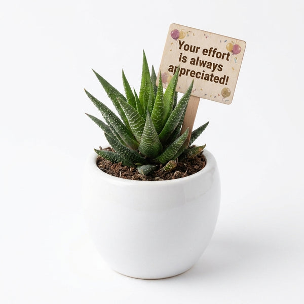 Giveaways set of 25 plant