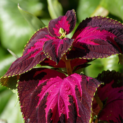 Coleus