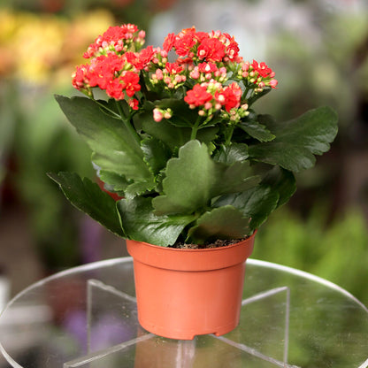Kalanchoe