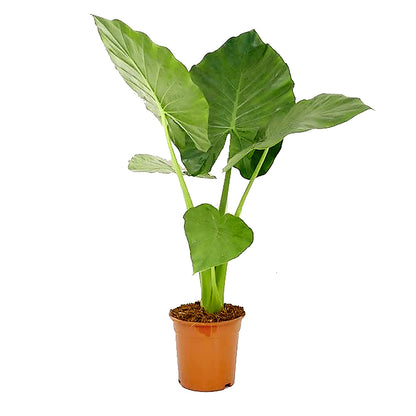 Alocasia macrorrhiza