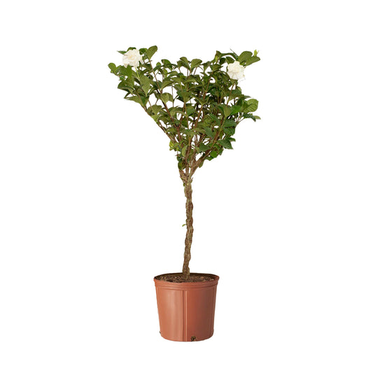 Gardenia "Outdoor"