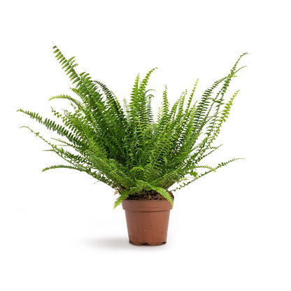 Kimberly fern