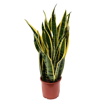 Snake Plant