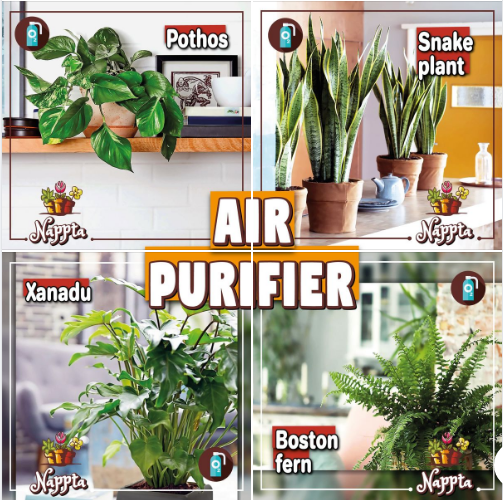 Air purifying plants