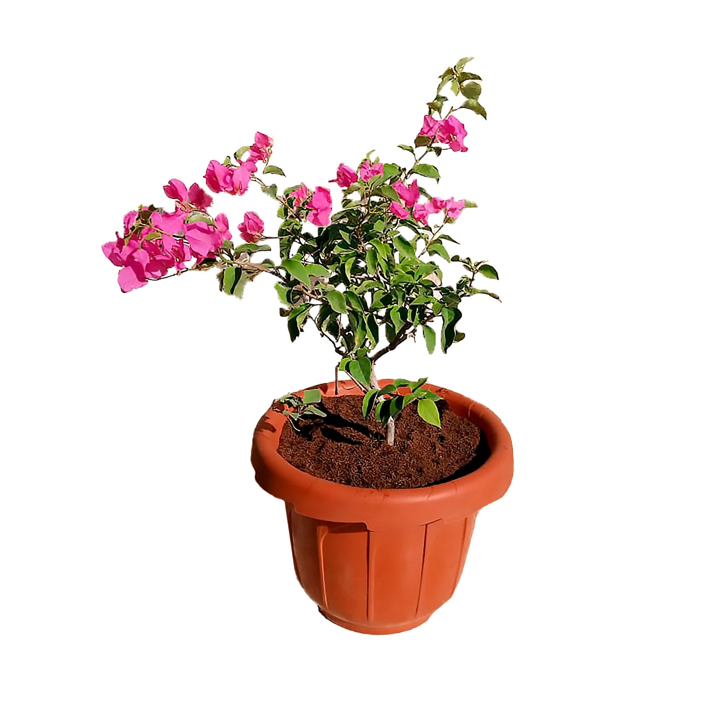 Bougainvillea