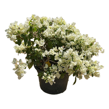 Bougainvillea