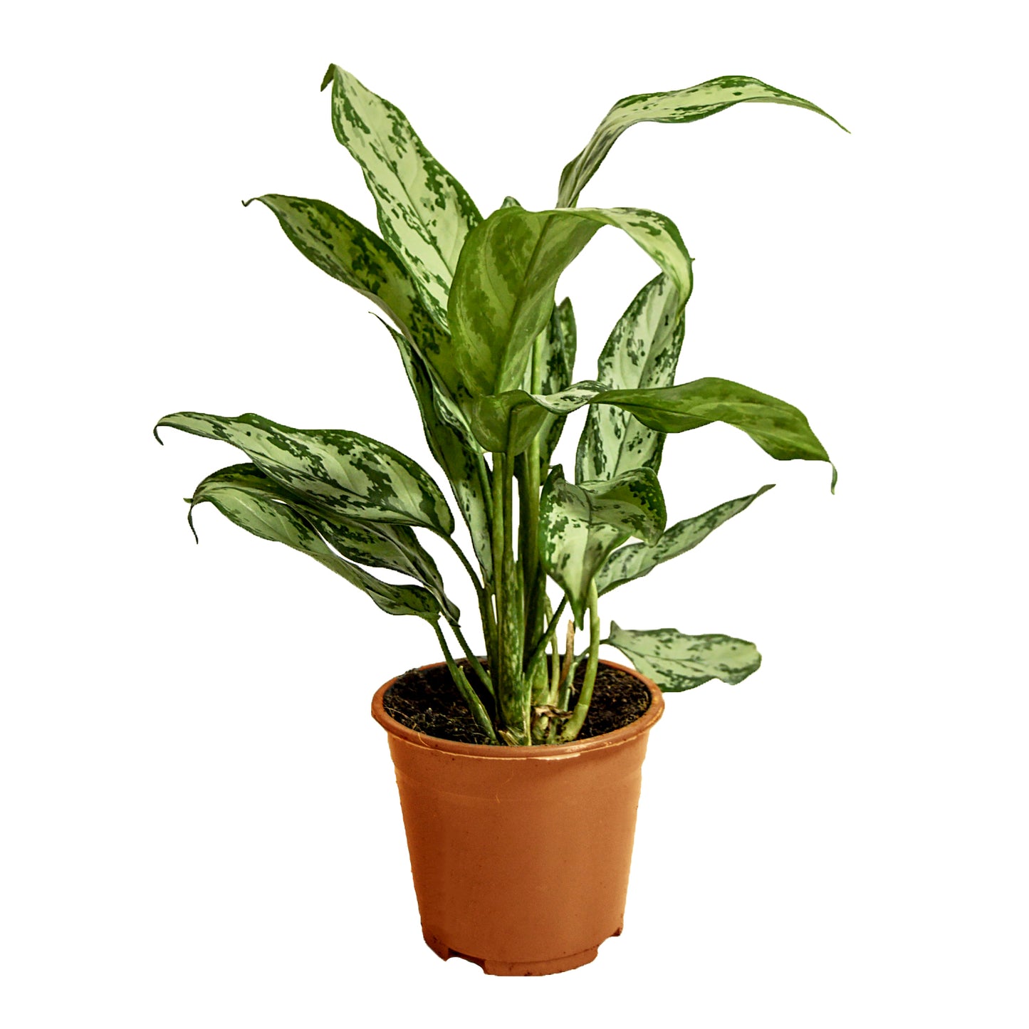 Aglaonema silver queen