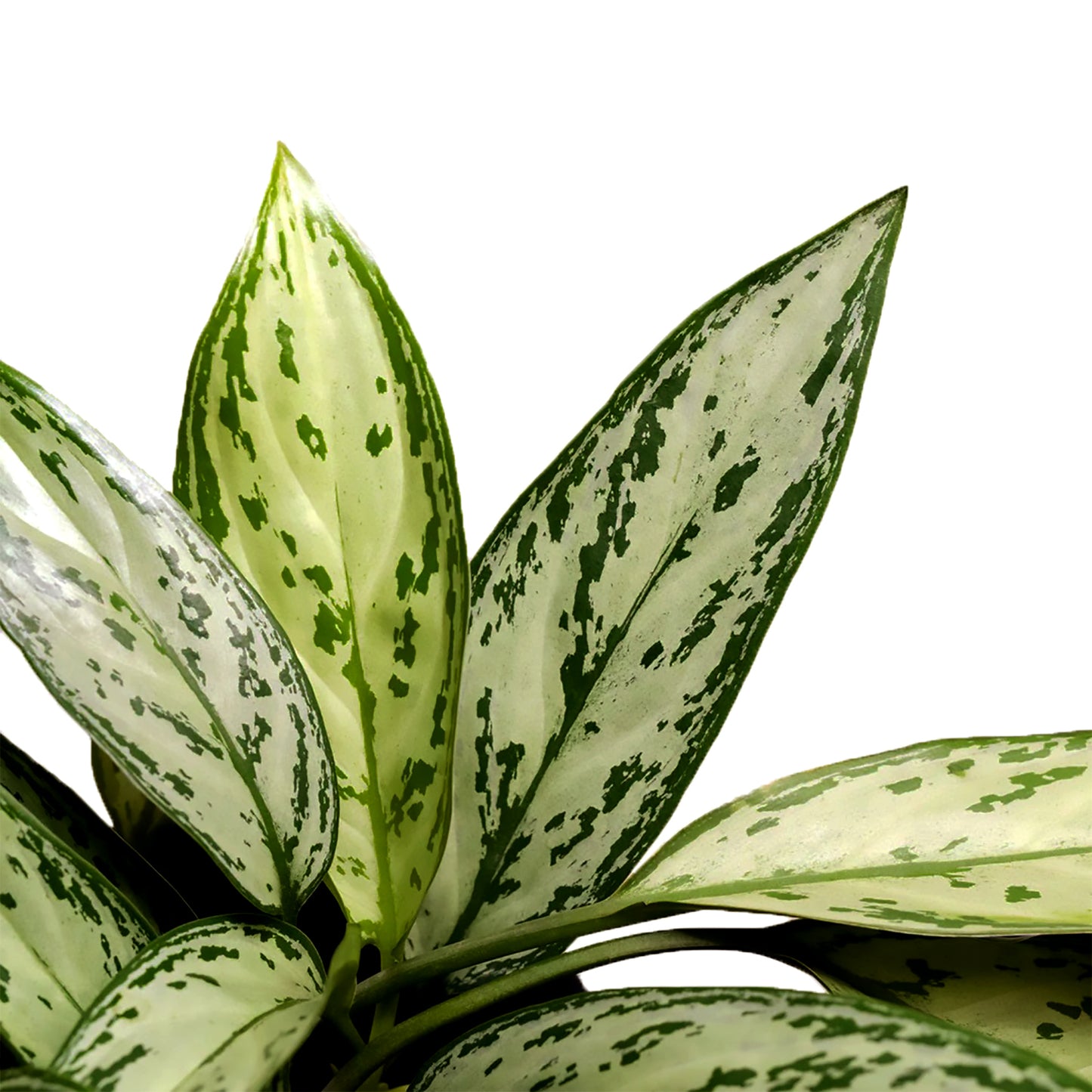 Aglaonema silver queen