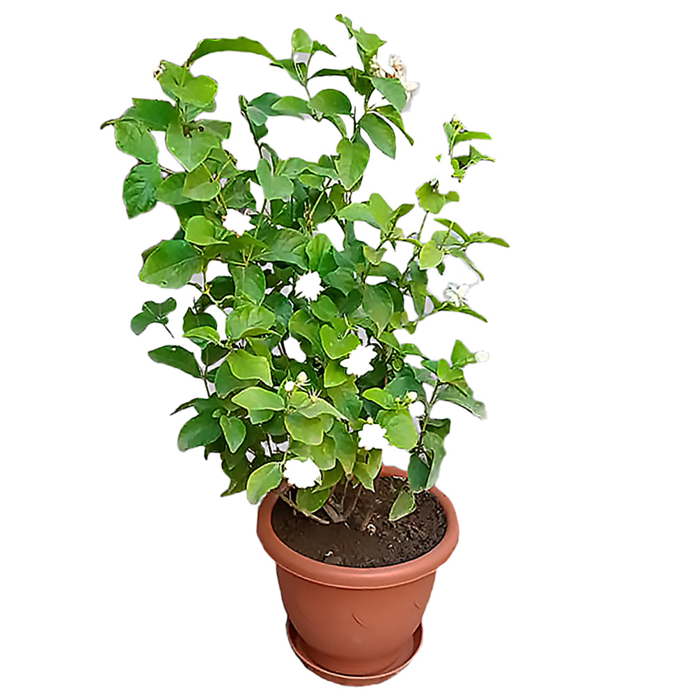 Arabian jasmine