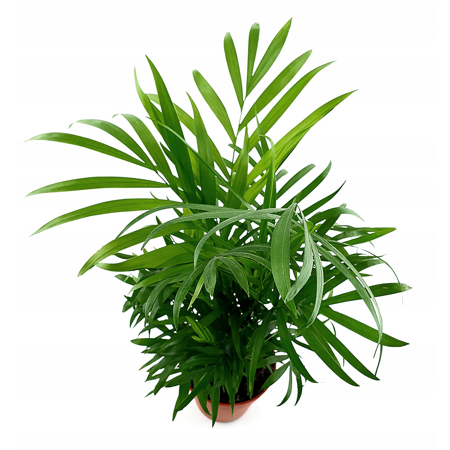 Areca palm