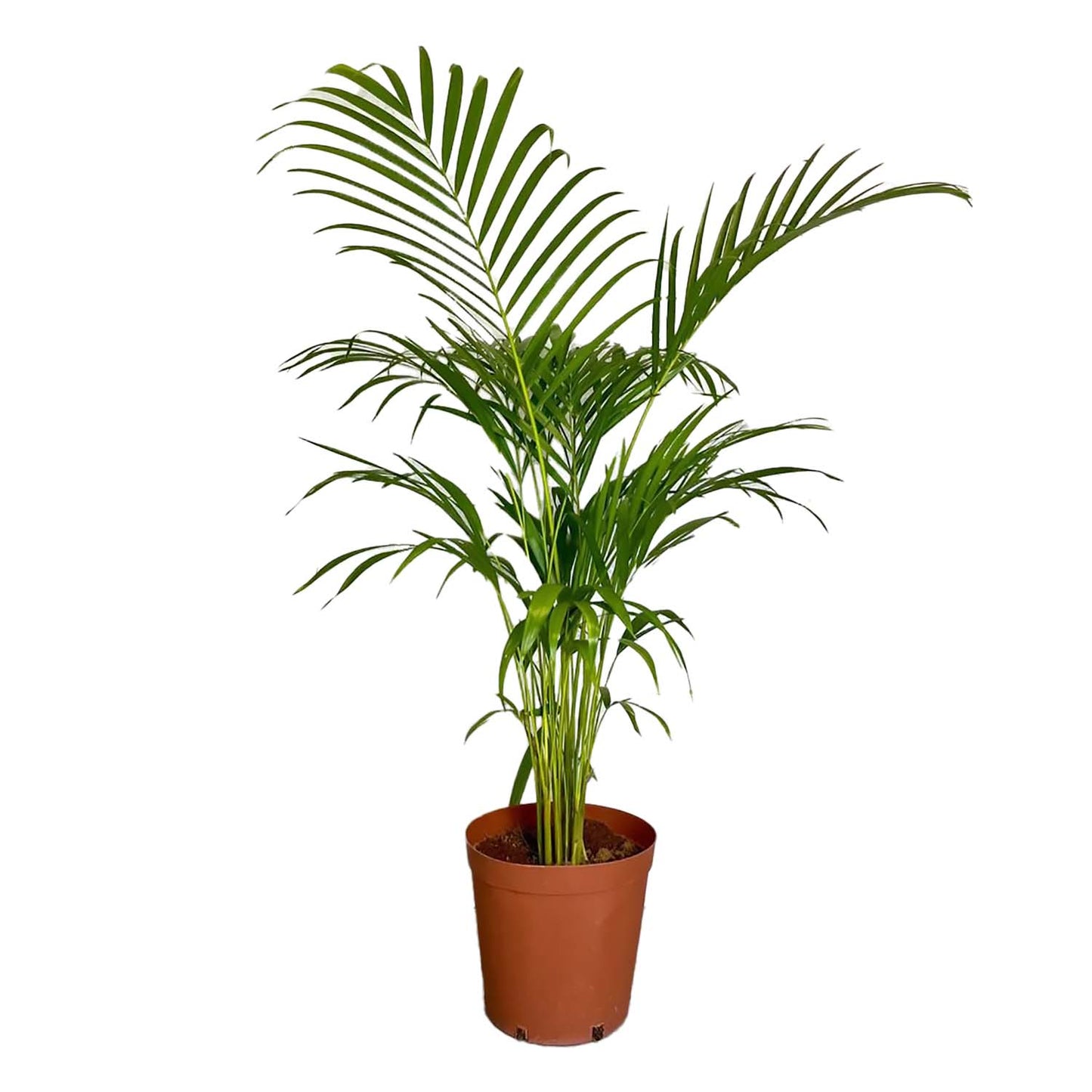 Areca palm