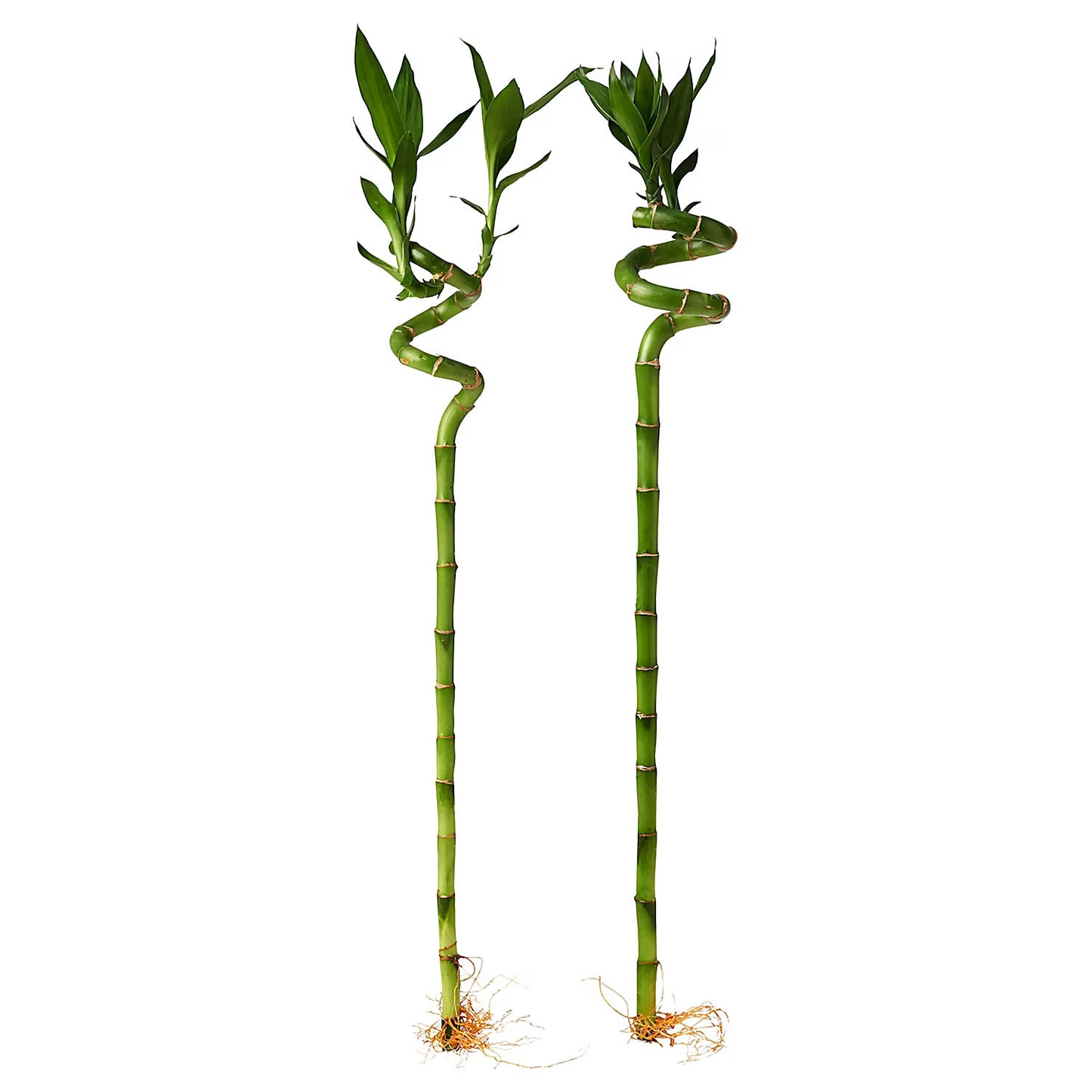 2 Lucky Bamboo sticks