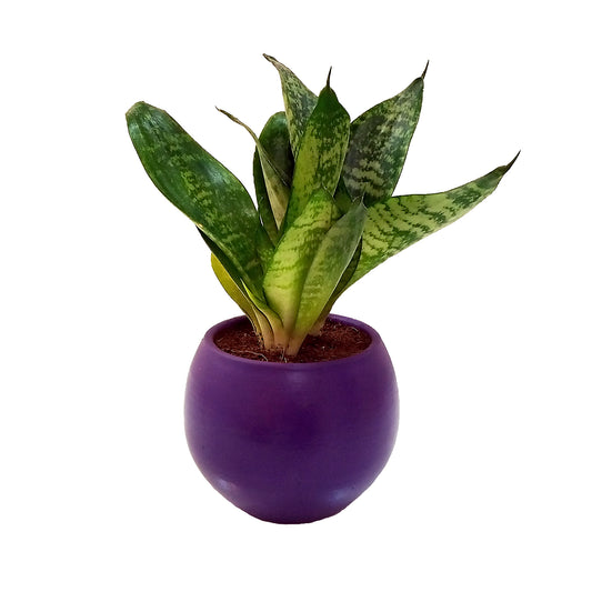 Sansevieria