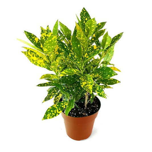 Croton gold dust