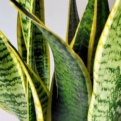 Snake Plant