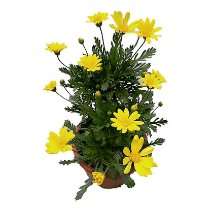 Euryops