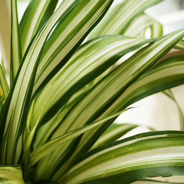 Chlorophytum (spider plant)