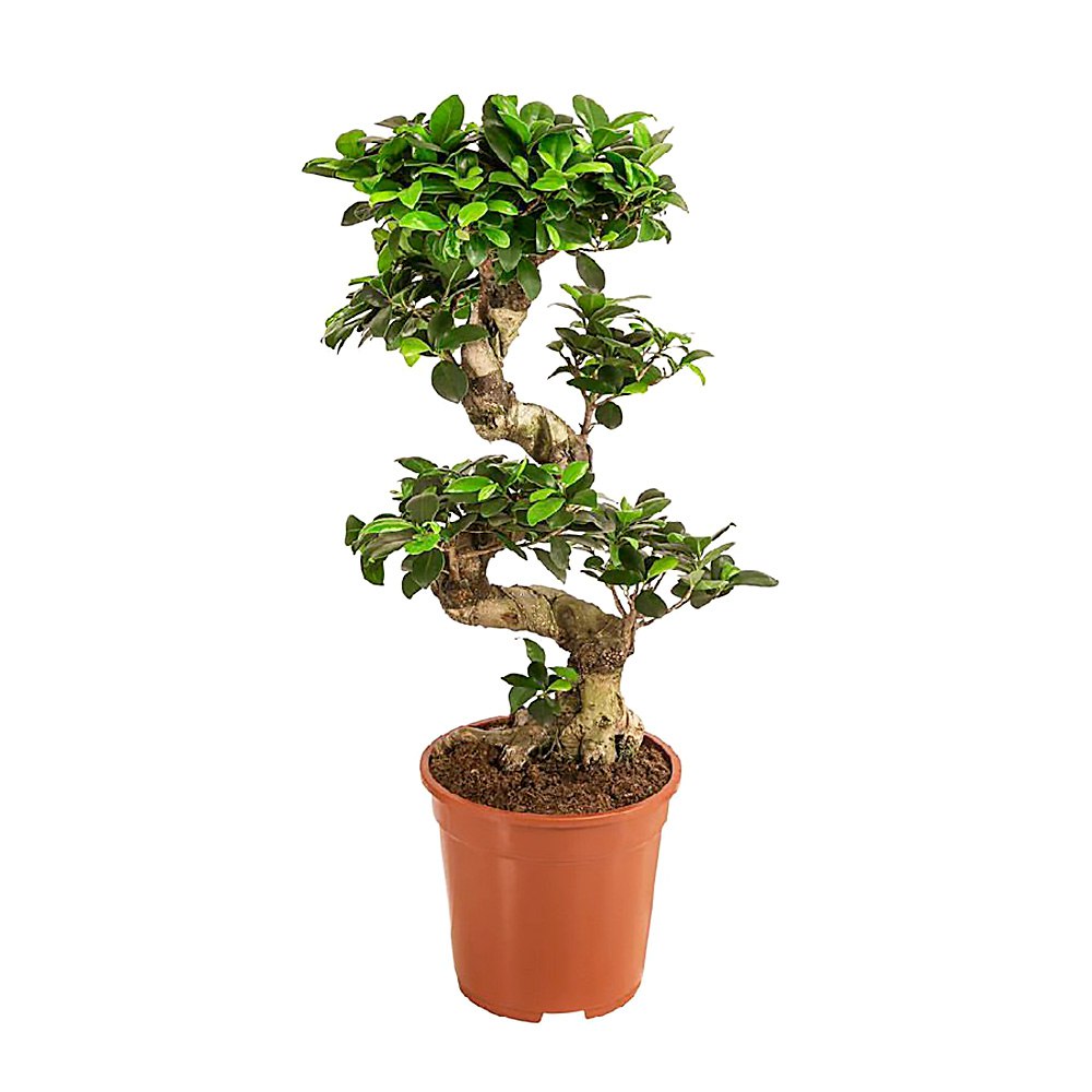 Bonsai 120 cm