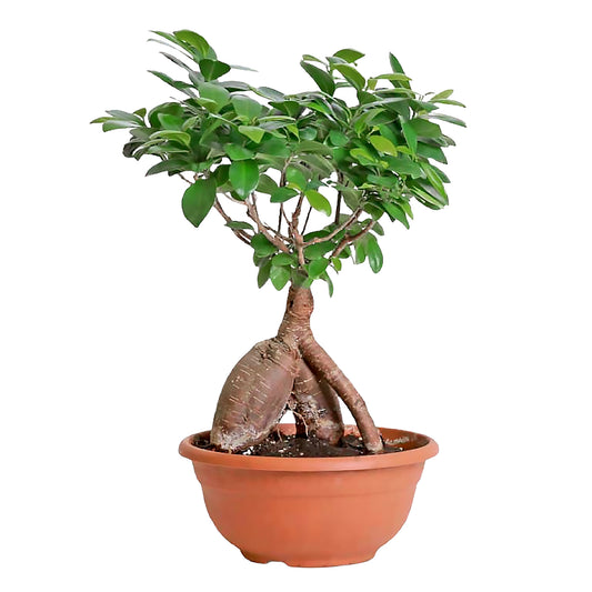 Ficus bonsai