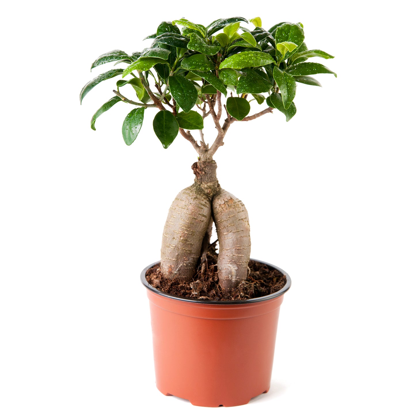 Ficus bonsai