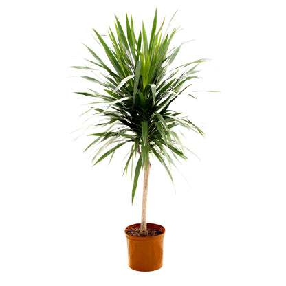 Dracena margenata