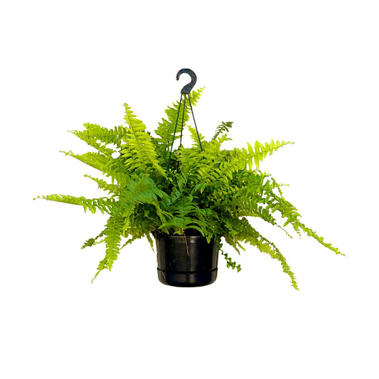 Boston fern