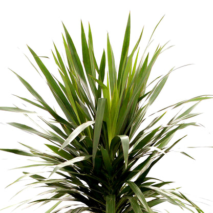 Dracena margenata