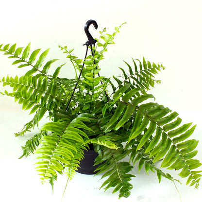 Boston fern