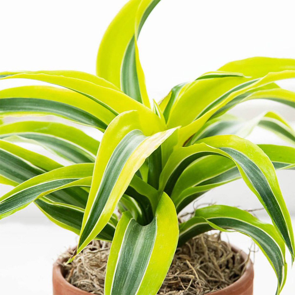 Dracena lemon