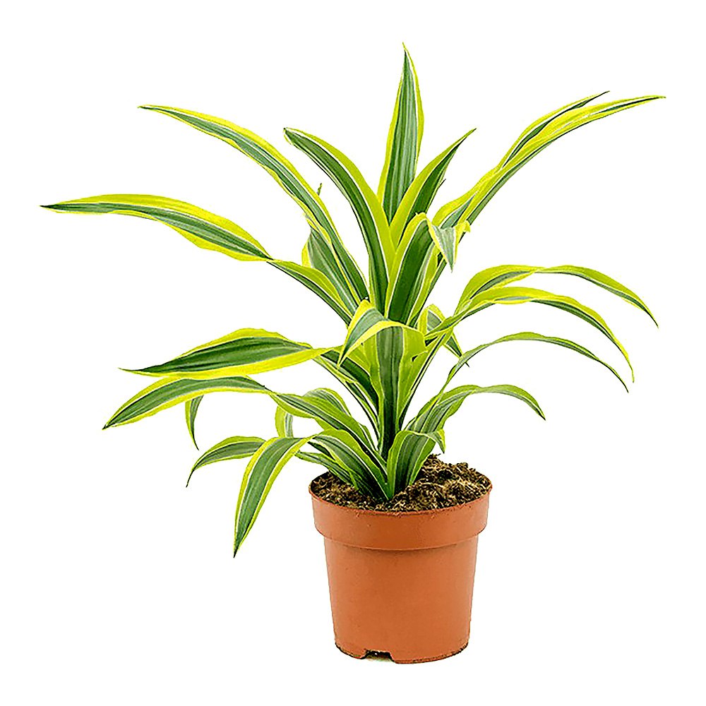 Dracena lemon