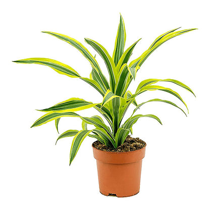 Dracena lemon