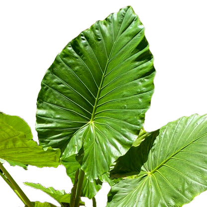 Alocasia macrorrhiza