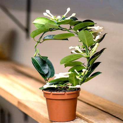 Madagascar jasmine