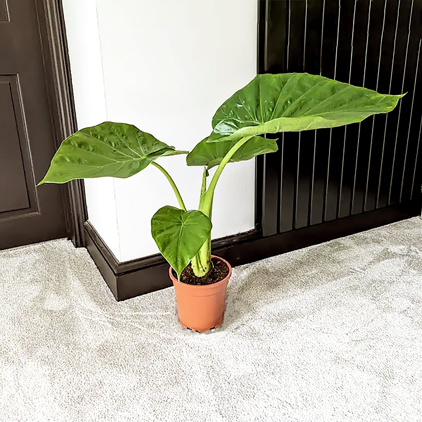 Alocasia macrorrhiza