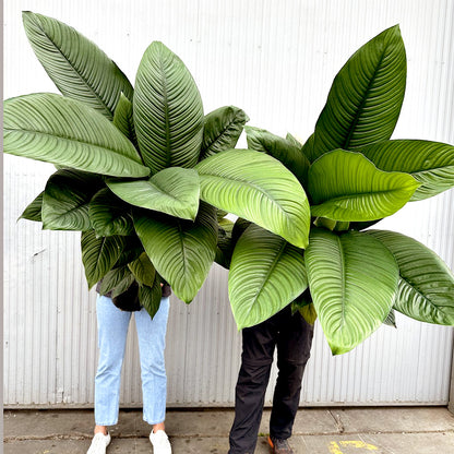 Peace lily